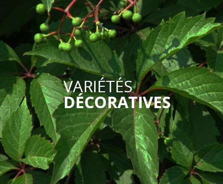 Variétés décoratives