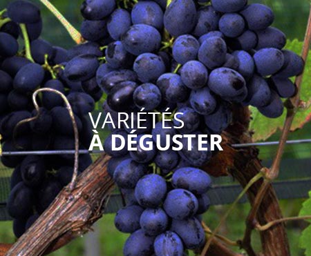 Variétés à déguster